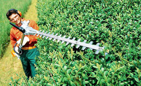 Hedge Trimmer Attachment Rental For Stihl Trimmers