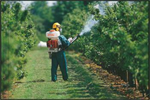 Stihl Backpack Sprayer Rental