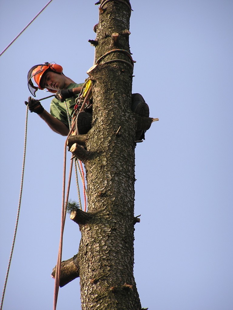 Tree Removal. Can I Do It Myself Or Should I Hire A Professional?